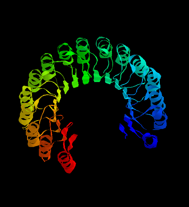 horse-shoe Protein structure
