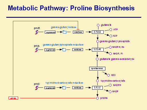 Metabolic Pathway: Proline Biosynthesis