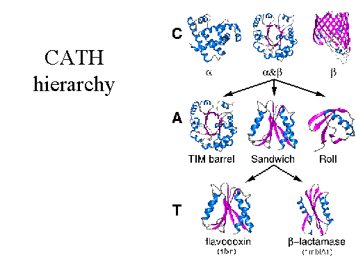 cath-hierarchy
