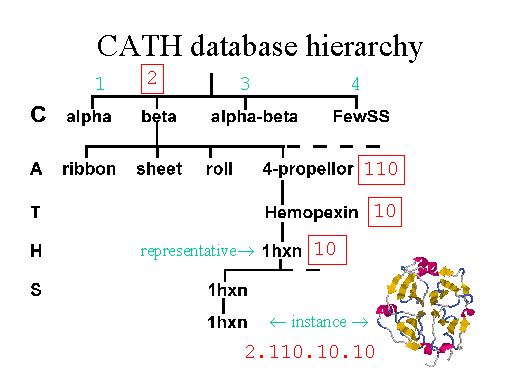 cath-database-hierarchy